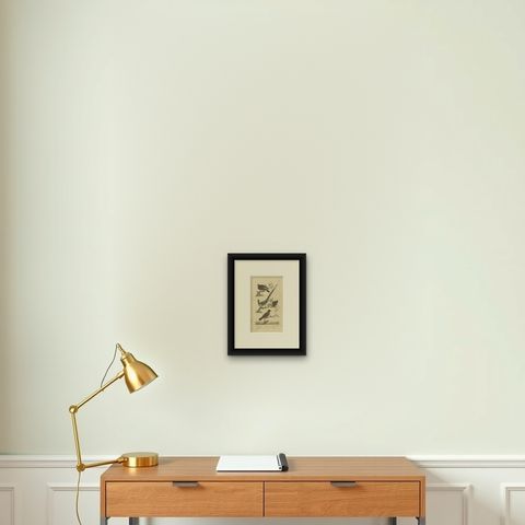 Antique Bird Print of a Nightjar and Other Birds by Davenport, 1821, shown framed on a wall