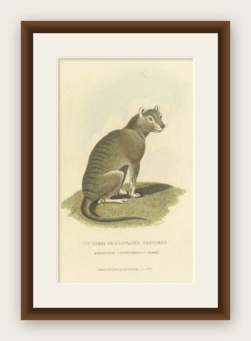Antique Print with Hand Coloring of a Tasmanian Tiger or Tasmanian Wolf, shown framed
