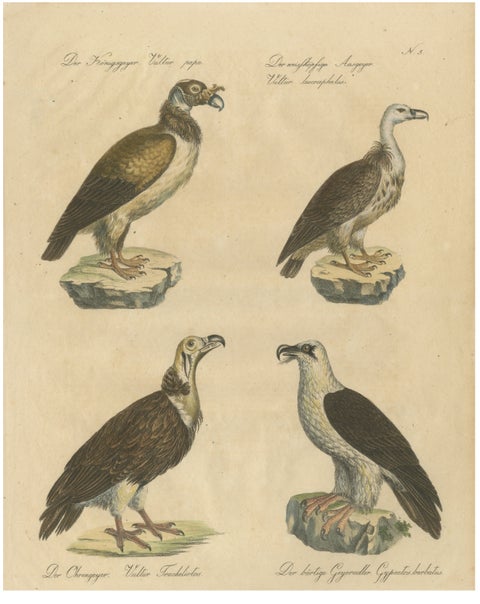 Antique Vultures & Birds of Prey Lithograph by Brodtmann, 1816