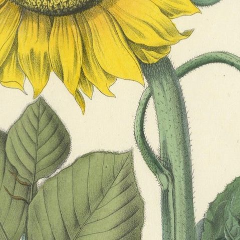 Hand-Colored Botanical Lithograph of Sunflower & Linden Tree, 1854, close-up 5