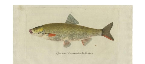 Antique Fish Print 'Cyprinus Nasus' by C. von Meidinger, 1785, view 3