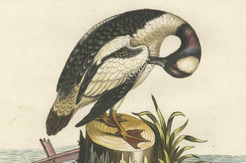 Hand-Colored Engraving of the Small Black and White Duck by Seligmann, ca.1770, close-up 3