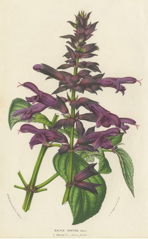 Antique Botany Print of Purple Sage by Van Houtte 'circa 1853', view 2