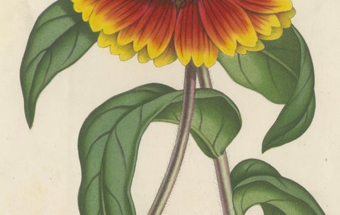 Botanical Illustration of Blanket Flower: Gaillardia Grandiflora, c.1855, close-up 1
