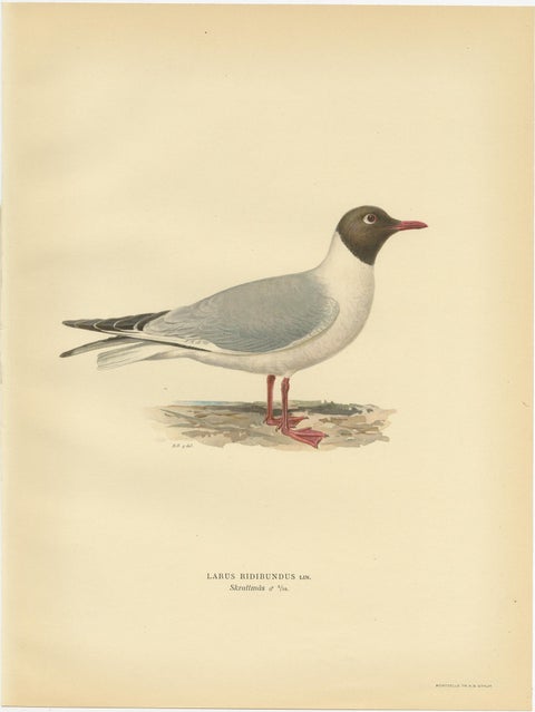 Antique Bird Print of the Black-Headed Gull 'Male' by Von Wright, 1929, view 3