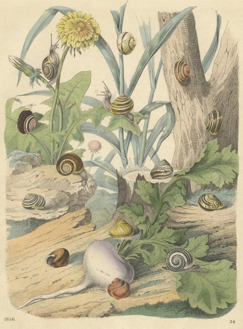 1856 Hand-Colored Lithograph of Snails in a Natural Habitat, close-up 1