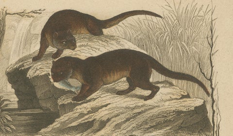 Badger and Otter Hunt, Antique German Engraving, circa 1840, close-up 4
