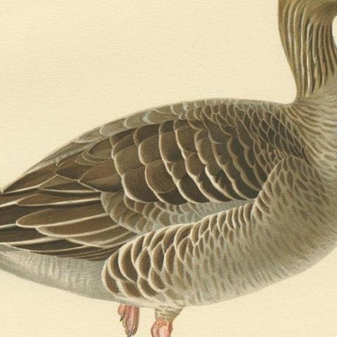Antique Bird Print of the Greylag Goose by Von Wright, 1929, close-up 2