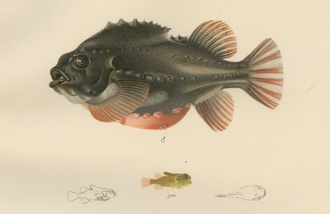 Lumpsucker - Distinctive Hand-Coloured Scandinavian Fish Lithograph, 1895, close-up 2