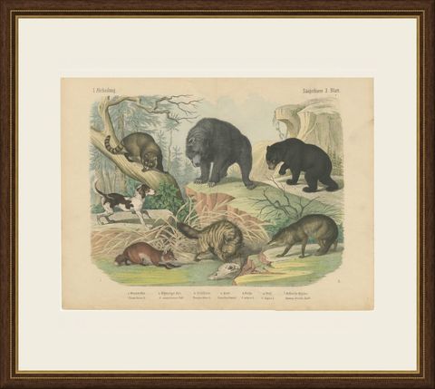 Antique Grizzly and Black Bear Print with Wolf, Fox and Raccoon, circa 1890, shown framed