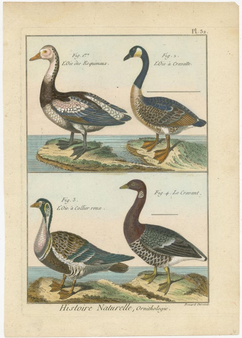 Beautiful, Hand-Colored, Rare Copper Engraving of Four Geese '1792', view 2