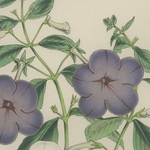 Botanical Beauty: Antique Print of Achimenes Longiflora from 1850, close-up 2