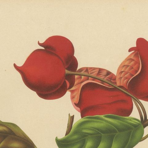 Original Antique Botanical Chromolithograph of Chinese Sterculia, c. 1880, close-up 6