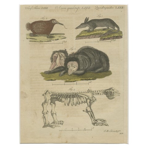Antique Aardvark, Echidna, Baboons & Skeleton Engraving, Bertuch