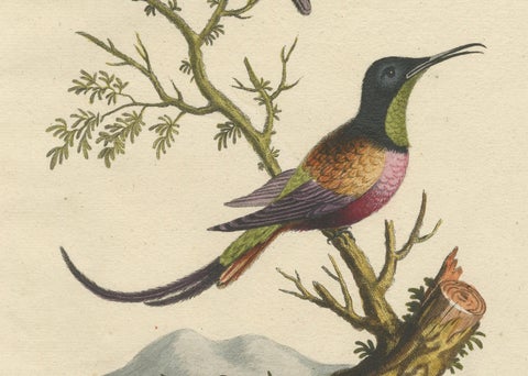 Large Red and Small Brown Hummingbirds Engraving by J.M. Seligmann, 18th Century, close-up 2