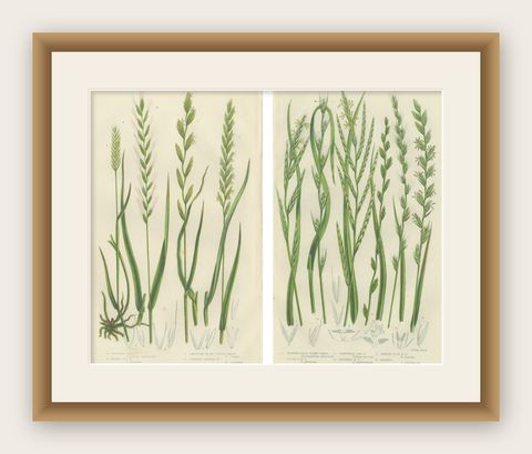 British Rushes, Pair of Victorian Botanical Engravings, 1873, shown framed