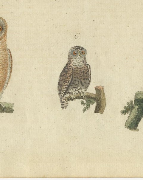 European Owls, Antique Hand-Colored Bird Engraving, Vogel IX, c.1800, view 4