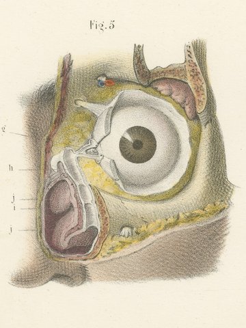 Vessels of the Eyelids and Orbit, Antique Hirschfeld Anatomy Print, 1866, view 7
