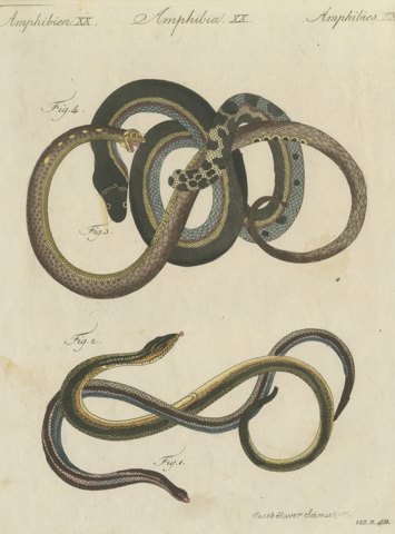 Four Snakes in Colorful Coils, Antique Bertuch Print, Vienna, circa 1805