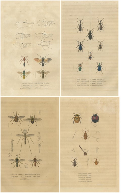 Entomological Treasury: A Detailed Study of Insect Diversity, 1845, view 6
