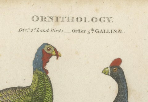 1811 Ornithology Gallinae Plate IV - Antique Poultry Print, close-up 1