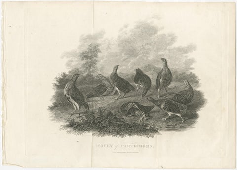 Antique Bird Print of a Covey or Small Group of Partridges, view 2