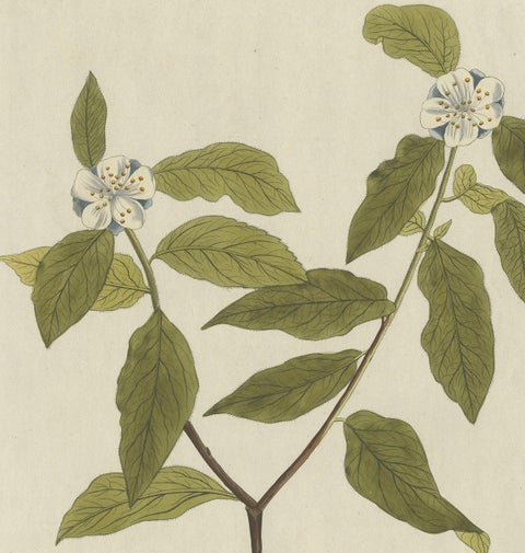 Antique Botany Print of the Mespilus Germanica by Plenck 'circa 1790', view 3