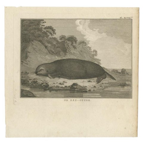 Antique Print of a Sea Otter by Cook, 1803, view 2
