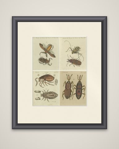 Set of 4 Antique Prints of Various Insects Including the Human Flea and Others, shown framed