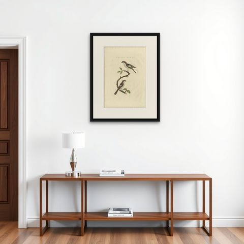 Antique Bird Print of the Woodchat Shrike by Sepp & Nozeman, 1829, shown framed on a wall