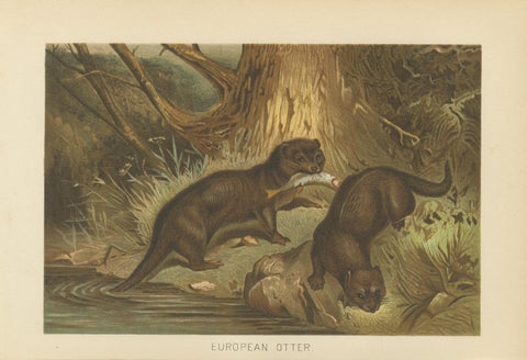 Woodland River Animal Print, Victorian Otter Scene, Earth Tone Artwork, 1894, close-up 1