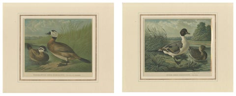 Elegant 1880 Lithographs of Ducks: White-headed Duck and Northern Pintail, view 4