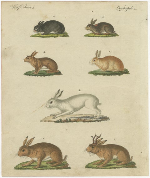 Original Antique Print of a Mountain Hare, Rabbit and Others, view 2
