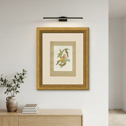 Conures and Parakeets, Brazilian Bird Print, Descourtilz, 1944, shown framed on a wall
