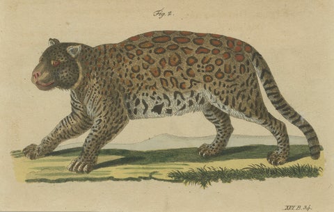 Antique Jaguar & Jaguarundi Engraving, Bertuch, 1813, close-up 6