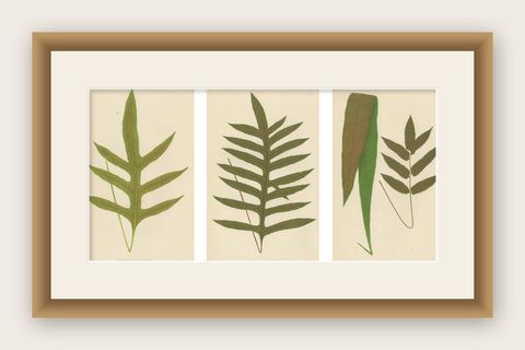 Antique Victorian Fern Botanical Prints, Polypodium Decorative Study Set 1856, shown framed