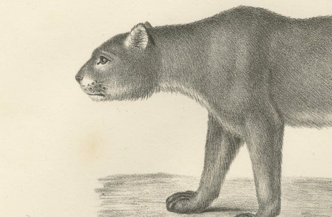 19th-Century Lithograph of the Puma and Cheetah in Graceful Stances, close-up 4