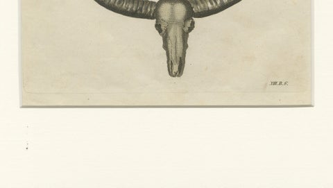 Antique Wild Buffalo & Long Horns Engraving, Bertuch, c. 1810, close-up 6