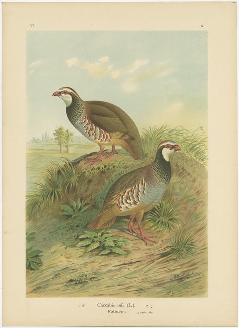 Antique Chromolithographs of Quail, Grouse & Partridge, 19th Century Bird Print, view 4