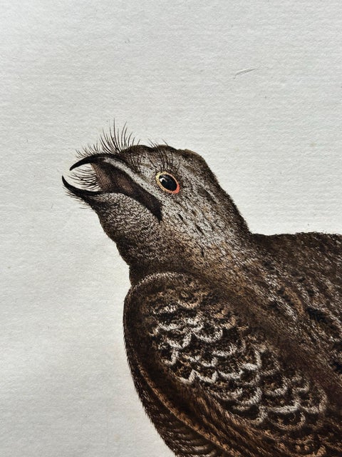 Antique Bird Print, Common Nightjar Caprimulgus by Nozeman & Sepp, 1770, view 8