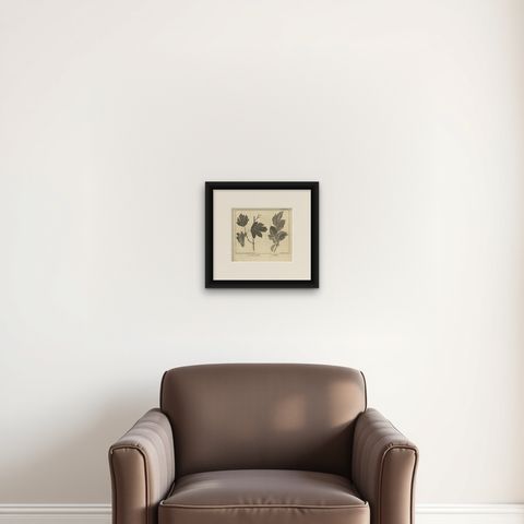 Antique Botany Print of Little Maple and Beechwood, 1752, shown framed on a wall