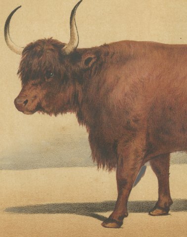 West Highland Ox, Scottish Cattle Chromolithograph by Olivier de Penne, 1863, close-up 2