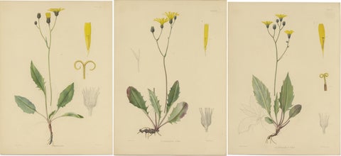 Set of 3 Antique Botany Prints H. Marshalli and Other Flowering Plants, view 2