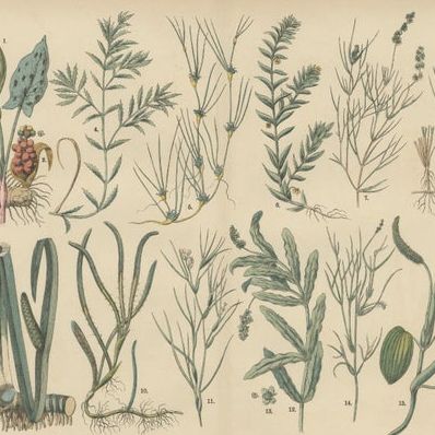 Antique Botanical Prints Set, German Atlas Plants & Grasses, circa 1885, close-up 1