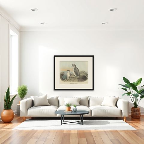 Spectacular Antique Bird Print of an Adult and Young Temminck's Auk, 1869, shown framed in a room