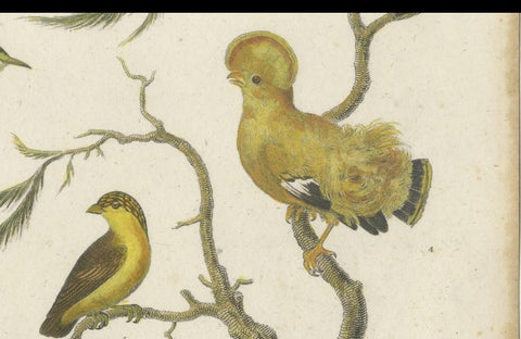 Antique 1811 Ornithology Hand-Colored Print, close-up 2