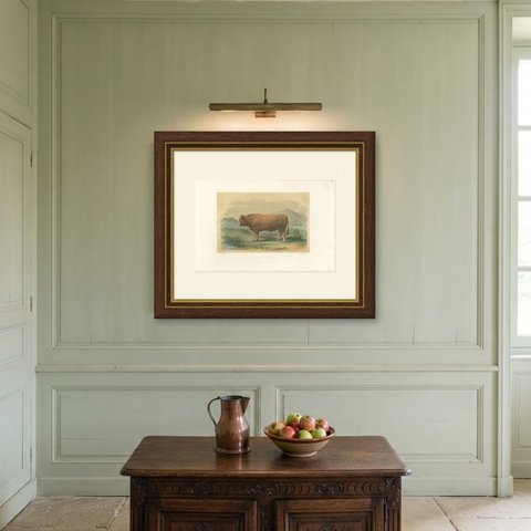 Limousin Bull, Antique French Cattle Print after Melin, 1873, shown framed on a wall