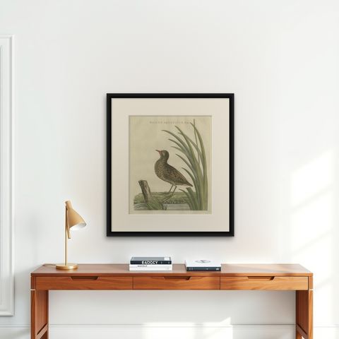Antique Bird Print of the Male Water Rail Sepp & Nozeman, 1797, shown framed on a wall