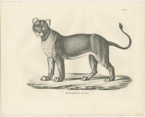 19th-Century Lithograph of the Barbary Lioness in a Powerful Standing Pose, view 2