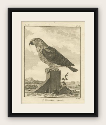 Original Antique Engraving of a Parrot Species, shown framed